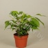 Фикус Ficus Goldie Bush Фикус Ficus Goldie Bush