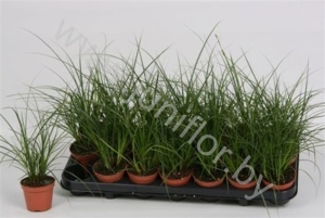 Осока Carex Brunnea