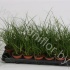 Осока Carex Brunnea Осока Carex Brunnea