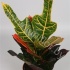 Кодиеум Codiaeum Excellent Кодиеум Codiaeum Excellent