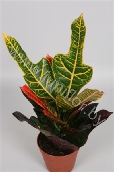 Кодиеум Codiaeum Excellent