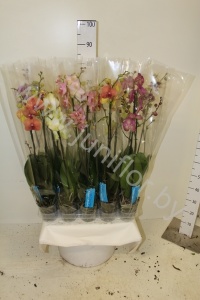 Фаленопсис Phal Mix 2st Juniflor Laak Super