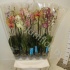 Фаленопсис Phal Mix 2st Juniflor Laak Super Фаленопсис Phal Mix 2st Juniflor Laak Super