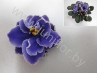 Сенполия Blue Wave