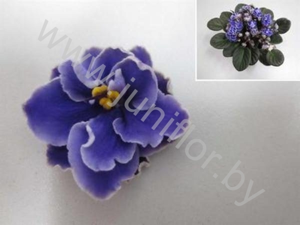 Сенполия Blue Wave