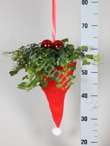 Плющ Hedera In Kerstmuts+Deco