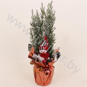Кипарис Cham.Sn.Rondella Sneewpop SNOW