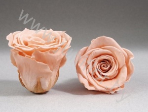Стабилизированная роза Rose pr PEA01