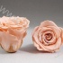 Стабилизированная роза Rose pr PEA01 Стабилизированная роза Rose pr PEA01