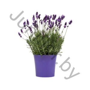 Лаванда Lavandula Angustifolia Ellegance