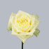 Maroussia.jpg Роза Maroussia