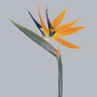 Strelitzia.jpg Стрелиция