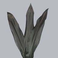 Cordyline fr Black Tie
