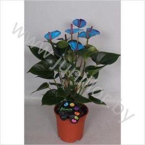 Антуриум Picasso Blauw