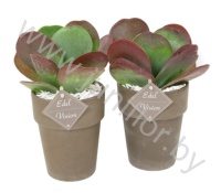 Каланхоэ Thyrsiflora In Bruine pot