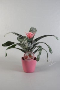 Эхмея Benefita In Keramiek
