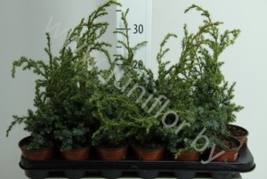 Можжевельник Juniperus Blue Alps