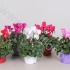 Цикламен Cyclamen SS Allure Ton Sur Ton Цикламен Cyclamen SS Allure Ton Sur Ton