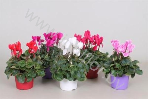 Цикламен Cyclamen SS Allure Ton Sur Ton