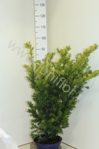 Тис Taxus Wintergold