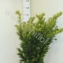 Тис Taxus Wintergold Тис Taxus Wintergold