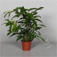 Драцена Dracaena Surculosa