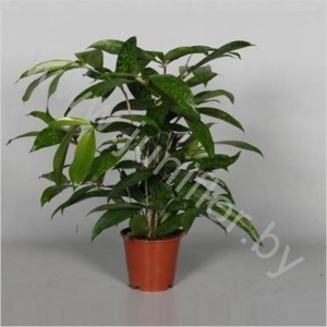 Драцена Dracaena Surculosa