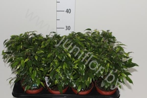 Фикус Ficus Green Kinky
