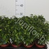 Фикус Ficus Green Kinky Фикус Ficus Green Kinky