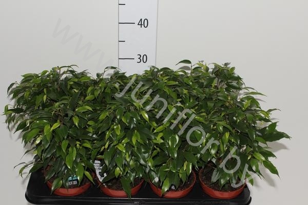 Фикус Ficus Green Kinky