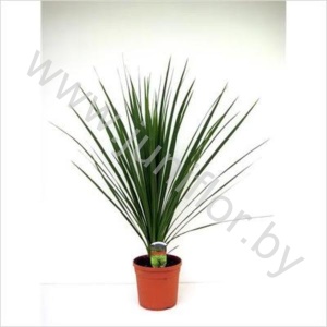 Кордилина Cordyline Indivisa