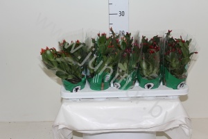 Шлюмбергера Schlumbergera Gemengd