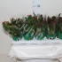 Шлюмбергера Schlumbergera Gemengd Шлюмбергера Schlumbergera Gemengd