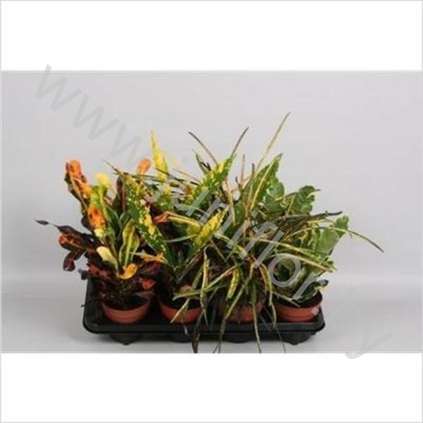 Кодиеум Codiaeum Gemengd Extra