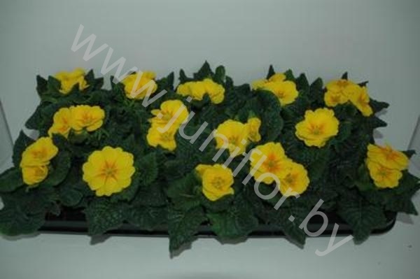 Примула Primula Acaulis Geel