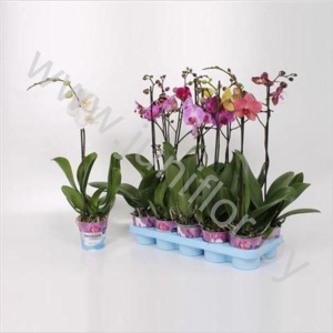 Фаленопсис Phal Mix 2-tak Super Ter Laak