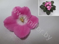 Сенполия Candy