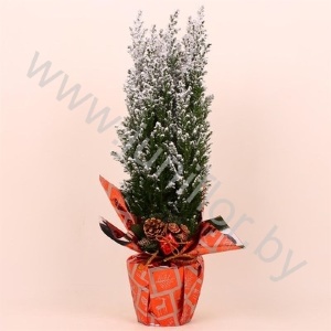 Кипарис Cham.Sn.Rondella Kersttoef SNOW
