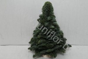 Композиция из Ели Gr Noblis X-Mas Tree