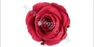 Стабилизированная роза Rose pr PIN01