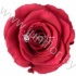 Стабилизированная роза Rose pr PIN01 Стабилизированная роза Rose pr PIN01