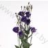 Эустома Lisi en Piccolo Violet