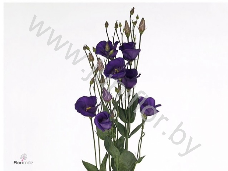 Эустома Lisi en Piccolo Violet
