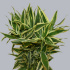Cycas_Revoluta.jpg Cycas Revoluta