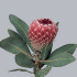 Protea_Barbigera_Candidauq.jpg Протея Barbigera Candida
