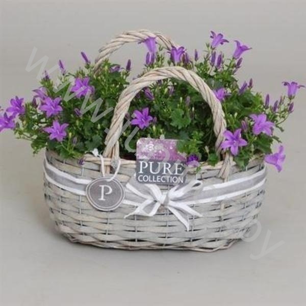 Кампанула Porto Coll.Field Basket 