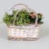 Микс Lovely+Kalanchoe in Mand Микс Lovely+Kalanchoe in Mand