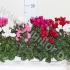 Цикламен Cyclamen SS Compact Gemengd (Bergca Цикламен Cyclamen SS Compact Gemengd (Bergca