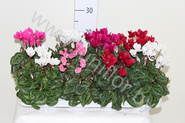 Цикламен Cyclamen SS Compact Gemengd (Bergca