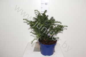 Тис Taxus Repandens